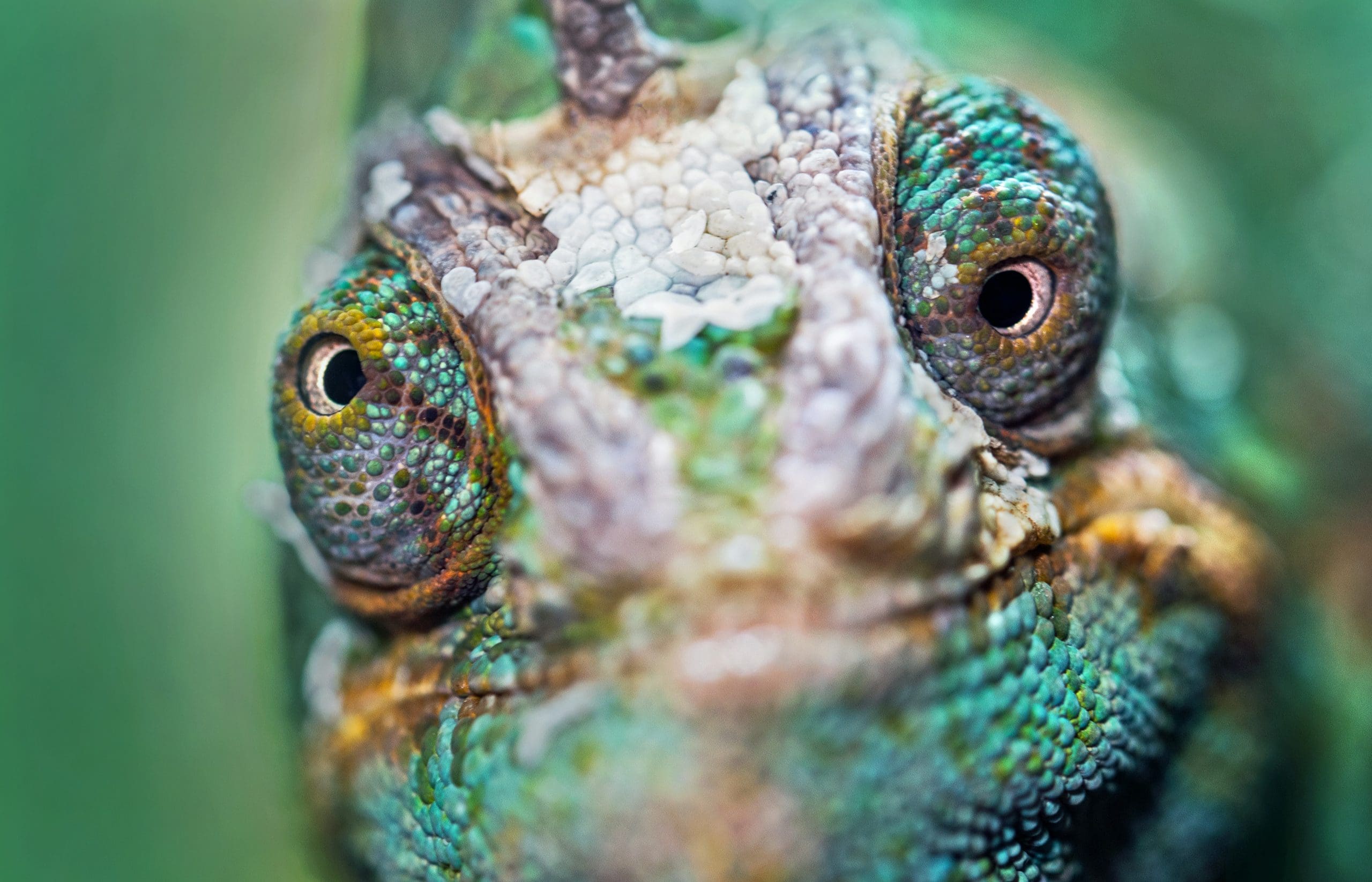 sometimes it feels like you need a chameleon's eyes to find the right keywords